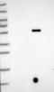 Zinc Finger Protein 497 antibody, NBP2-13576, Novus Biologicals, Western Blot image 