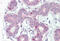Forkhead Box A1 antibody, MBS242361, MyBioSource, Immunohistochemistry frozen image 