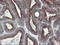 RAB6-interacting golgin antibody, LS-C174131, Lifespan Biosciences, Immunohistochemistry frozen image 