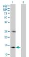 Microsomal Glutathione S-Transferase 3 antibody, H00004259-B01P, Novus Biologicals, Western Blot image 