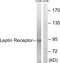 Leptin Receptor antibody, LS-C199197, Lifespan Biosciences, Western Blot image 
