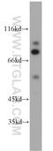 STAT5A antibody, 13179-1-AP, Proteintech Group, Western Blot image 