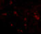 Synaptophysin-like protein 2 antibody, A14531, Boster Biological Technology, Immunofluorescence image 
