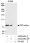 Protein Kinase C antibody, A302-445A, Bethyl Labs, Immunoprecipitation image 
