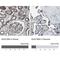 KIAA1958 antibody, NBP1-81929, Novus Biologicals, Immunohistochemistry paraffin image 
