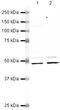 Proliferation-Associated 2G4 antibody, PA5-19632, Invitrogen Antibodies, Western Blot image 
