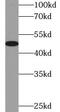 Vitamin D3 receptor antibody, FNab09390, FineTest, Western Blot image 