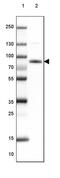 Mitochondrial Rho GTPase 1 antibody, PA5-52727, Invitrogen Antibodies, Western Blot image 