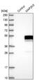 Mitogen-Activated Protein Kinase Kinase 5 antibody, NBP1-89655, Novus Biologicals, Western Blot image 