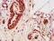 Zinc Finger Protein 703 antibody, LS-C674136, Lifespan Biosciences, Immunohistochemistry paraffin image 