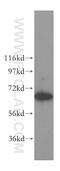 Protein TBRG4 antibody, 16245-1-AP, Proteintech Group, Western Blot image 