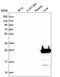 Fibroblast Growth Factor 5 antibody, HPA042442, Atlas Antibodies, Western Blot image 