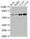 Clathrin Interactor 1 antibody, LS-C677562, Lifespan Biosciences, Western Blot image 