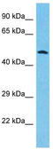Granulin Precursor antibody, TA335044, Origene, Western Blot image 