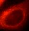 Acyl-CoA Synthetase Medium Chain Family Member 3 antibody, FNab00111, FineTest, Immunofluorescence image 