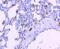 AIF1 antibody, A01394-3, Boster Biological Technology, Immunohistochemistry frozen image 