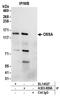 Family With Sequence Similarity 120A antibody, A303-889A, Bethyl Labs, Immunoprecipitation image 
