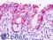 Tumor Protein P63 antibody, 42-450, ProSci, Western Blot image 