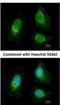 Exosome complex exonuclease RRP4 antibody, NBP2-20235, Novus Biologicals, Immunocytochemistry image 