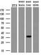 Pancreatic And Duodenal Homeobox 1 antibody, GTX83919, GeneTex, Western Blot image 