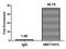 H12 antibody, LS-C676862, Lifespan Biosciences, Chromatin Immunoprecipitation image 