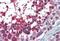 USO1 Vesicle Transport Factor antibody, MBS249040, MyBioSource, Immunohistochemistry paraffin image 