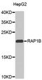 Ras-related protein Rap-1b antibody, STJ25297, St John