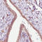 Ribonuclease 7 antibody, AMAb90583, Atlas Antibodies, Immunohistochemistry frozen image 