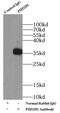 PIH1 Domain Containing 1 antibody, FNab06448, FineTest, Immunoprecipitation image 