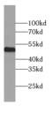 Calcium/Calmodulin Dependent Protein Kinase II Alpha antibody, FNab01229, FineTest, Western Blot image 