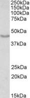 Neuronal migration protein doublecortin antibody, TA311130, Origene, Western Blot image 