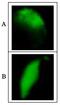 Sperm equatorial segment protein 1 antibody, GTX00750, GeneTex, Immunofluorescence image 