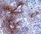 Selectin P antibody, BBA30, R&D Systems, Immunohistochemistry frozen image 