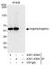 FKBP5 antibody, A301-430A, Bethyl Labs, Immunoprecipitation image 