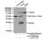 Neurotrophin 4 antibody, 12297-1-AP, Proteintech Group, Immunoprecipitation image 