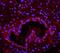 Protein lin-28 homolog A antibody, A01966-2, Boster Biological Technology, Immunofluorescence image 