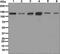 Ubiquitin Specific Peptidase 28 antibody, ab126604, Abcam, Western Blot image 