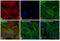 Rat IgG Isotype Control antibody, A-21247, Invitrogen Antibodies, Immunofluorescence image 