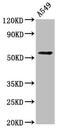Protein THEMIS2 antibody, CSB-PA735984LA01HU, Cusabio, Western Blot image 