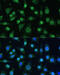 Heterogeneous nuclear ribonucleoprotein A0 antibody, 19-983, ProSci, Immunofluorescence image 