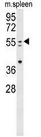 Paired Box 7 antibody, AP53182PU-N, Origene, Western Blot image 