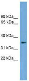 DNA repair protein RAD51 homolog 2 antibody, TA344636, Origene, Western Blot image 