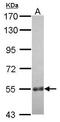 Coiled-Coil Domain Containing 7 antibody, GTX121203, GeneTex, Western Blot image 