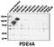 Phosphodiesterase 4A antibody, AP00655SU-N, Origene, Western Blot image 