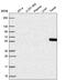Nucleolar Complex Associated 4 Homolog antibody, PA5-65787, Invitrogen Antibodies, Western Blot image 