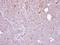 Steroid Sulfatase antibody, PA5-28259, Invitrogen Antibodies, Immunohistochemistry frozen image 
