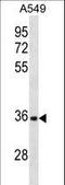 CD5 Molecule Like antibody, LS-C157631, Lifespan Biosciences, Western Blot image 