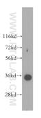 Translocase Of Outer Mitochondrial Membrane 34 antibody, 12196-1-AP, Proteintech Group, Western Blot image 
