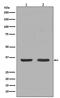 Nerve Growth Factor antibody, GTX03258, GeneTex, Western Blot image 