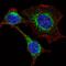 Interferon Induced Transmembrane Protein 3 antibody, LS-C98676, Lifespan Biosciences, Immunofluorescence image 